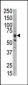DYRK1B Antibody (C-term)